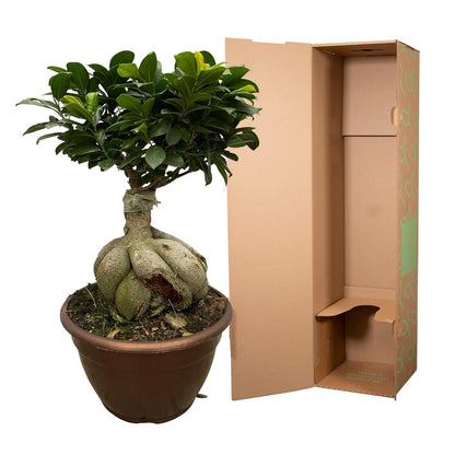 Ficus Microcarpa Ginseng | ↕50 cm - Ø25cm
