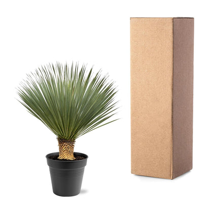 Yucca Rostrata | ↕100 - 120 cm - Ø40