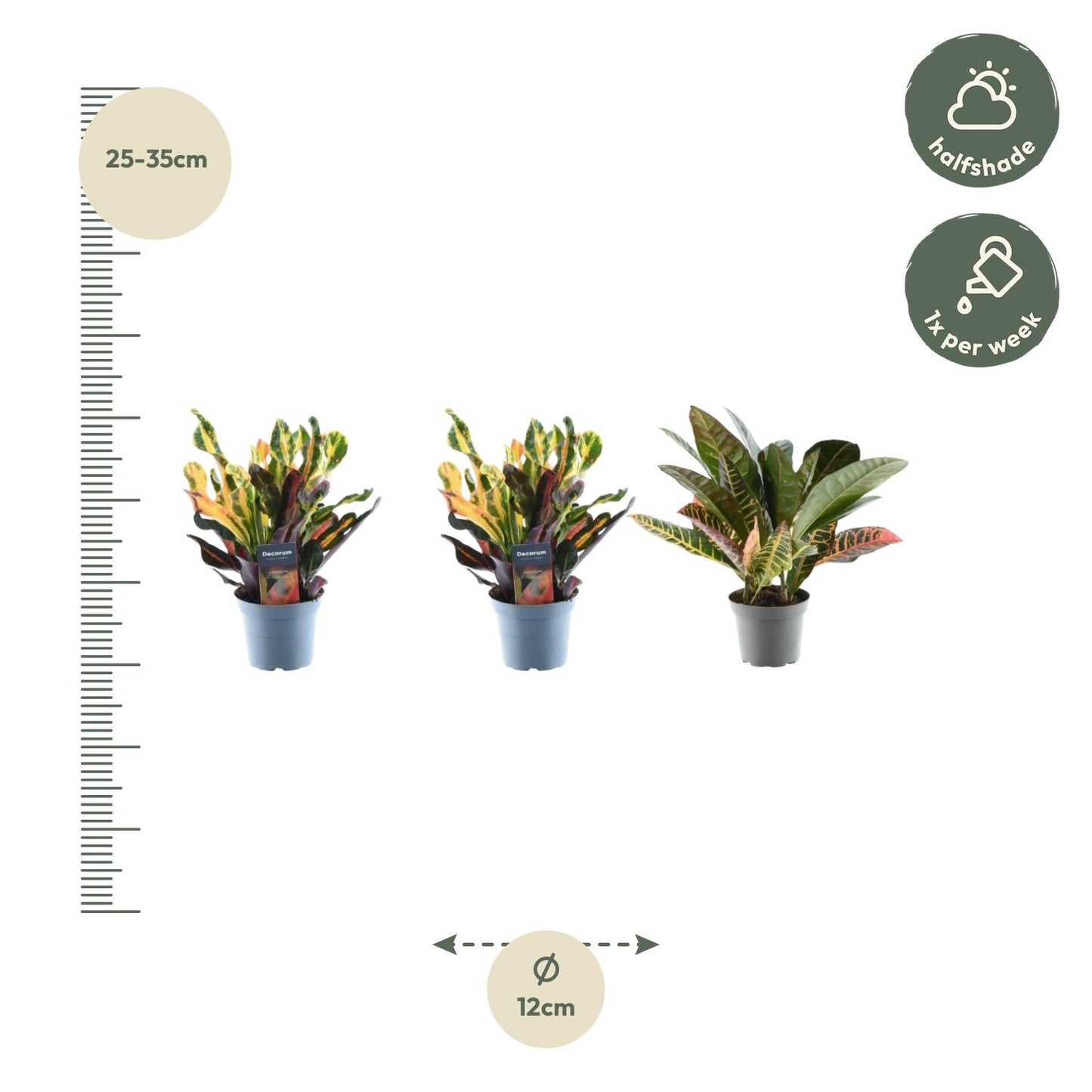 3x Croton Codiaeum mix | ↕30 cm - Ø12cm