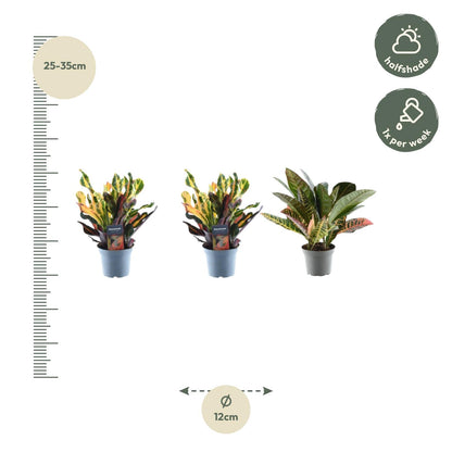 3x Croton Codiaeum mix | ↕30 cm - Ø12cm