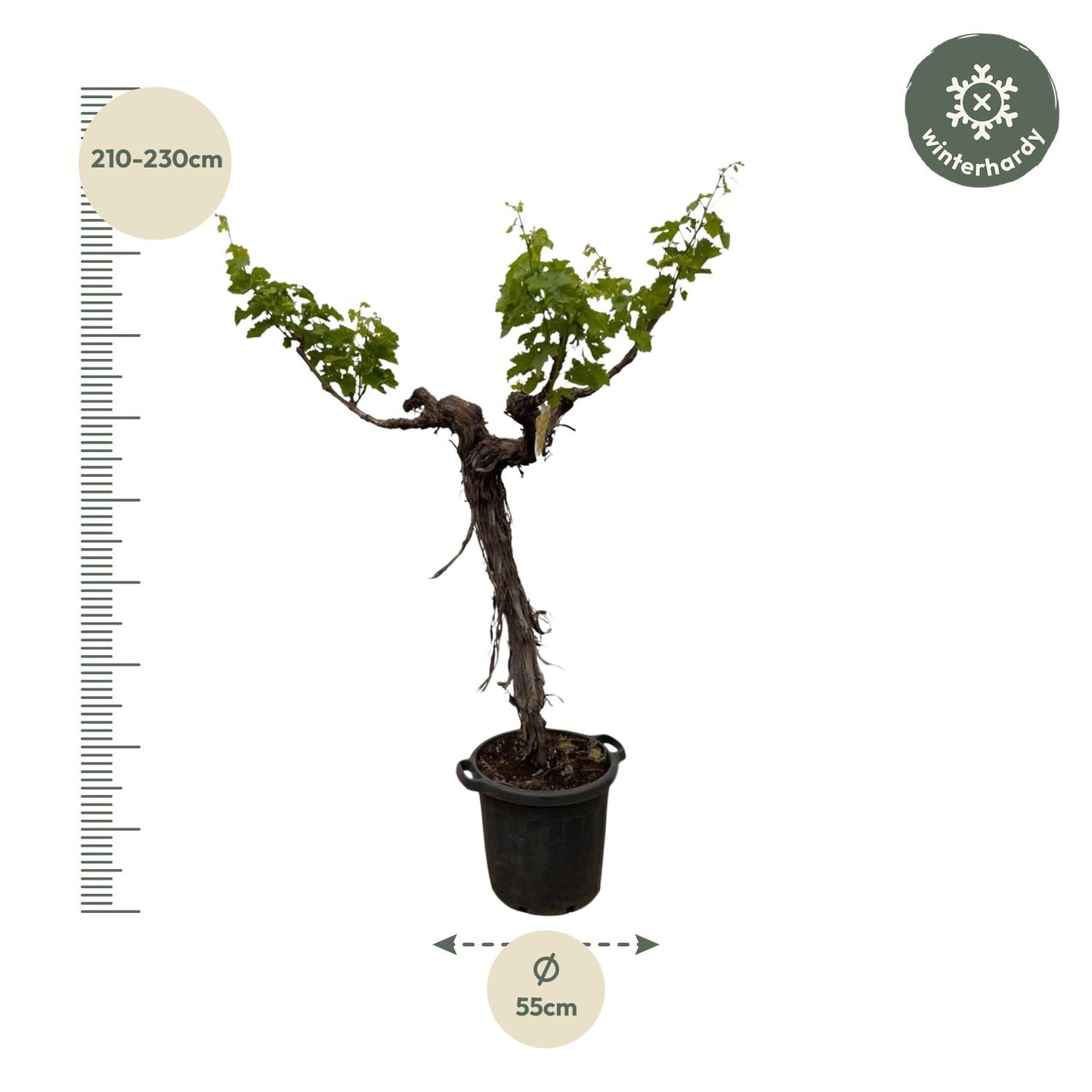 Druivenboom (Vitis Vinifera) stam vertakt | ↕220cm - Ø55cm