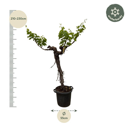 Druivenboom (Vitis Vinifera) stam vertakt | ↕220cm - Ø55cm