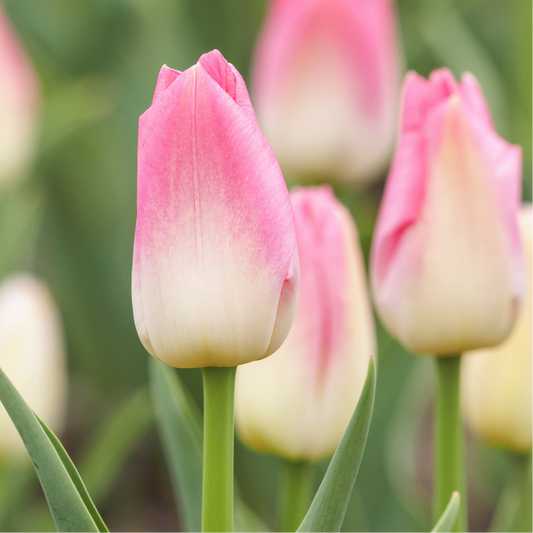 20x Tulpenbollen Dynasty – Roze Tulp