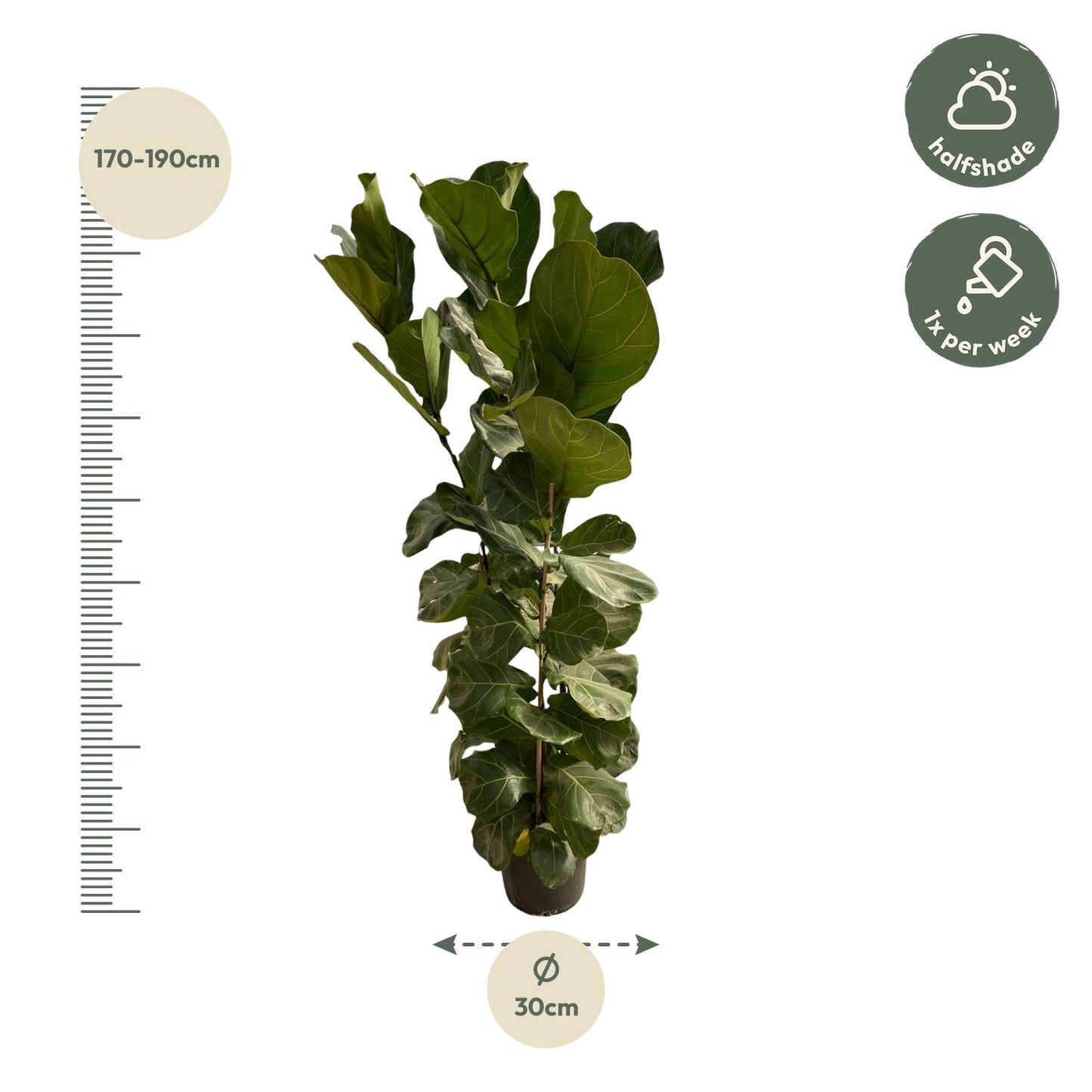 Ficus Lyrata struik | ↕180 cm - Ø35cm