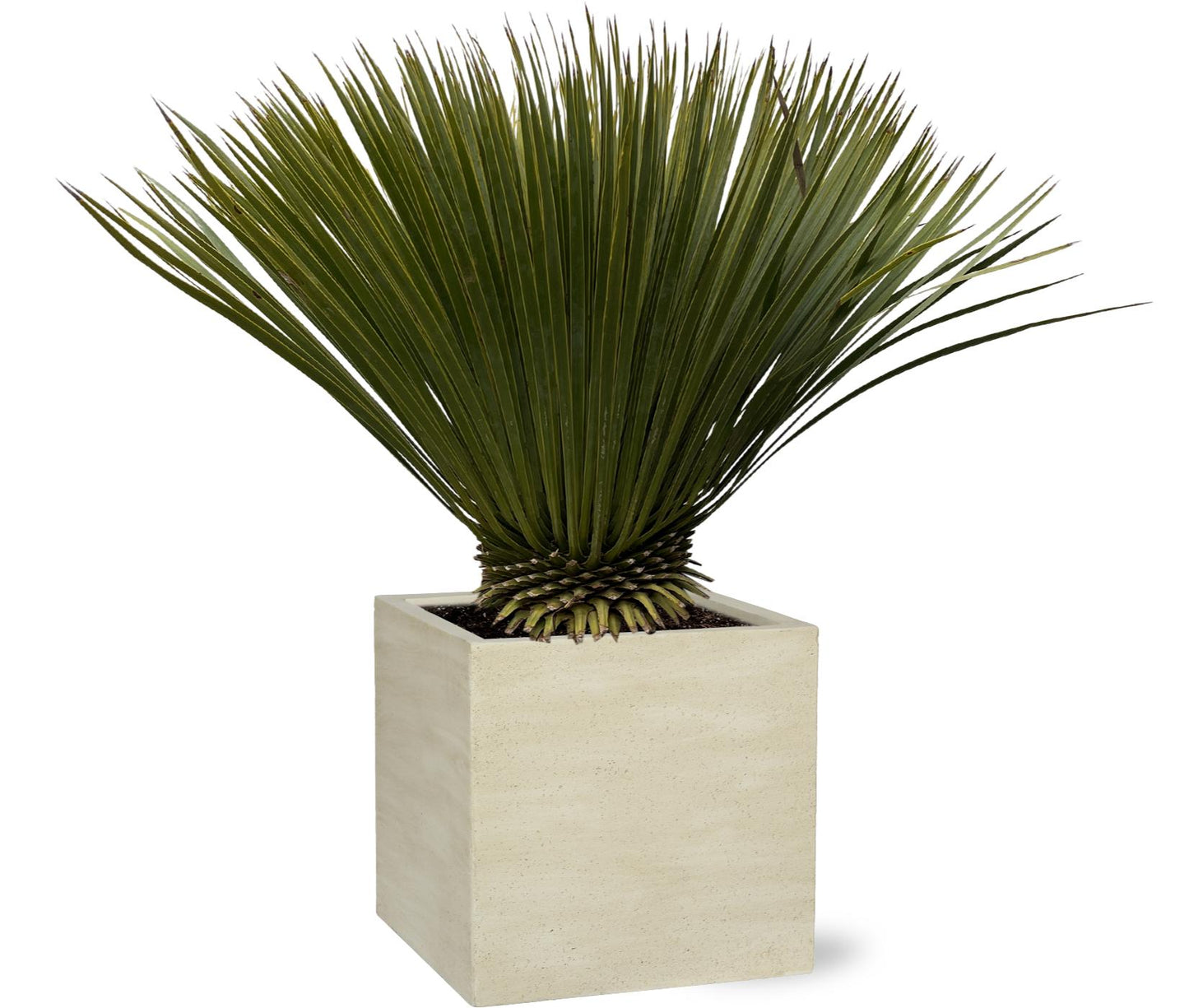 Yucca Rostrata | ↕70cm - Ø30cm