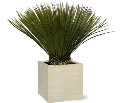 Yucca Rostrata | ↕70cm - Ø30cm