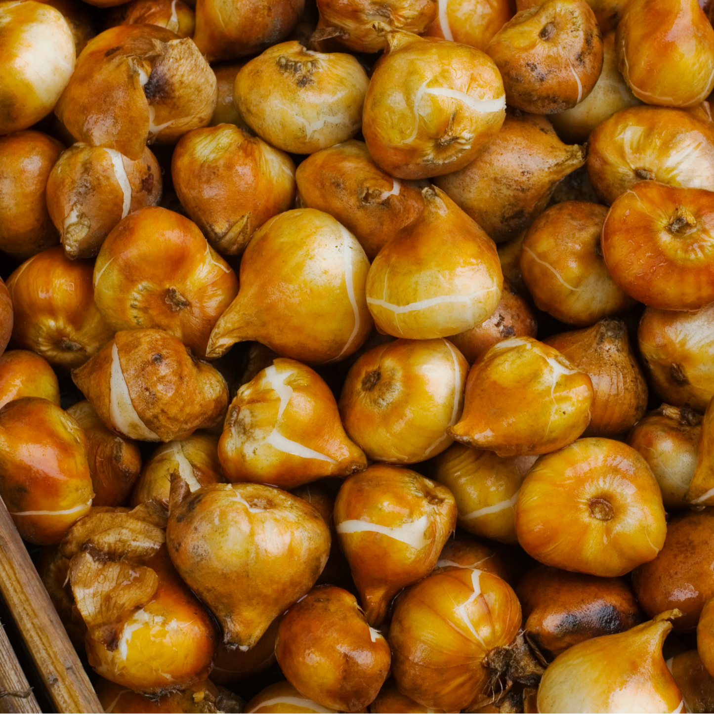 20x Tulpenbollen Dafeng – Oranje Tulp