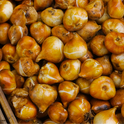 20x Tulpenbollen Dafeng – Oranje Tulp