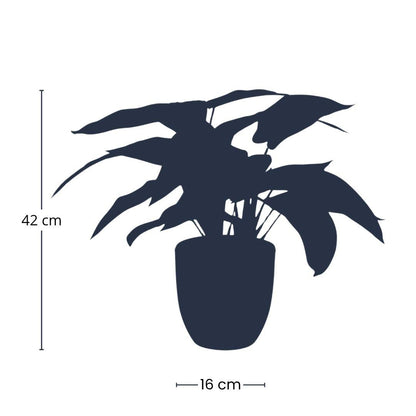 Calathea Zebrina in zwarte pot | ↕42 cm - Kunstplant