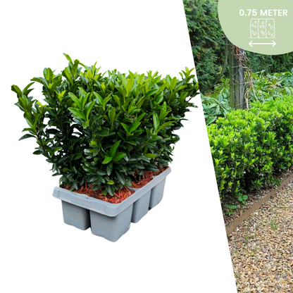 Euonymus Green Spire | Ø7 cm - ↕15 cm