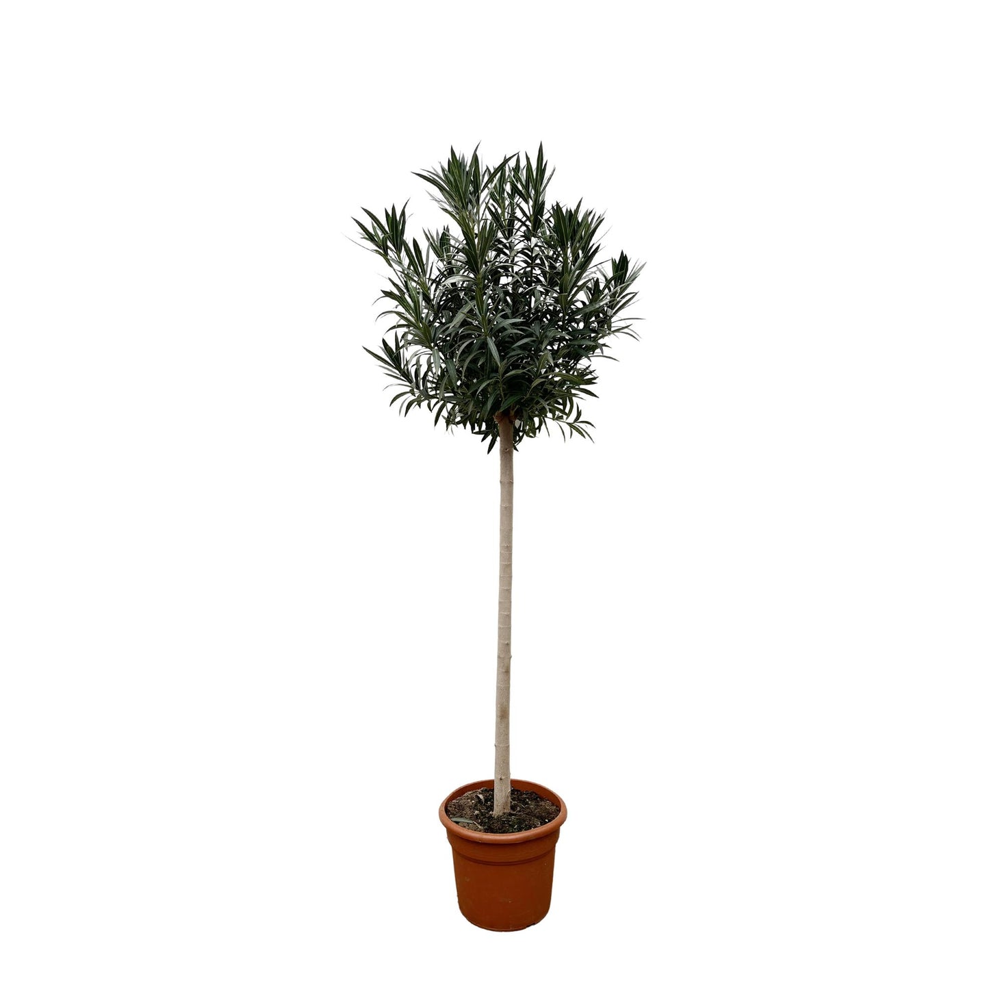 Nerium Oleander op stam met rode bloem - 170cm hoog- 40cm doorsnede