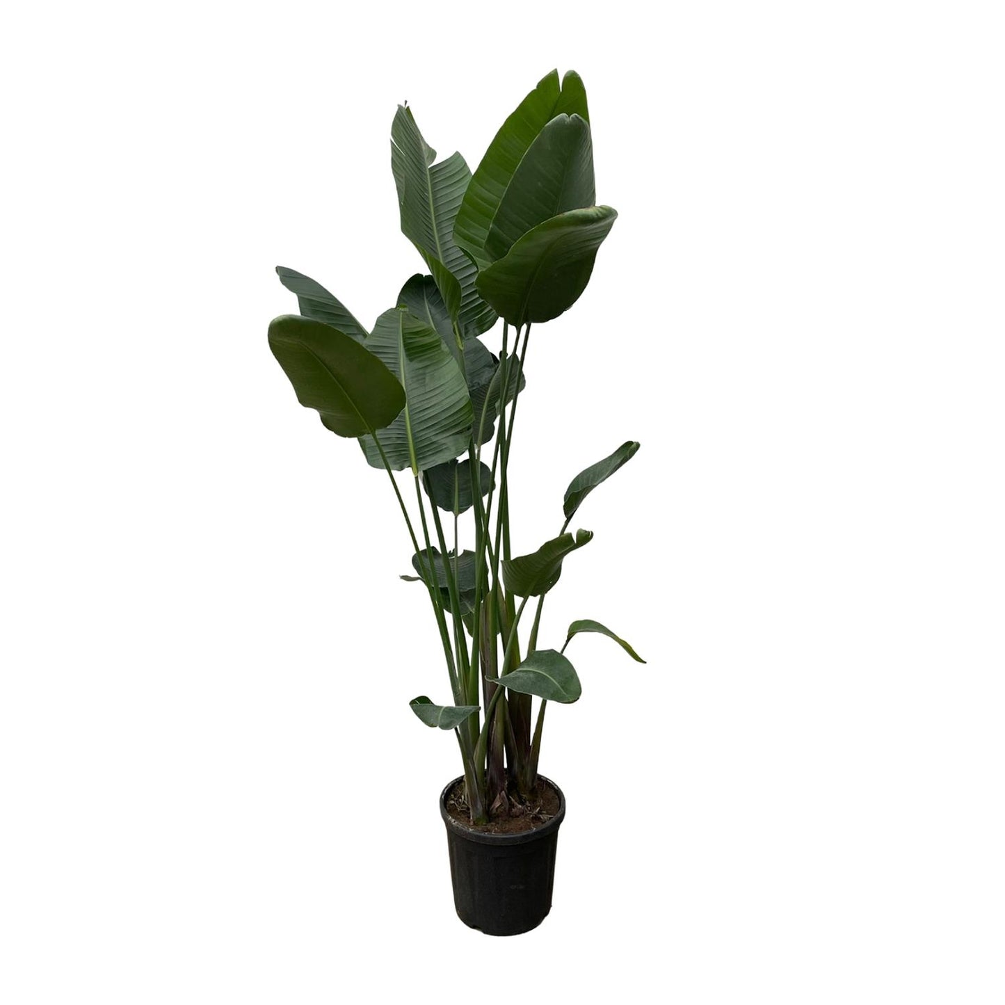 Strelitzia Nicolai XXL | ↕250 cm - Ø50cm