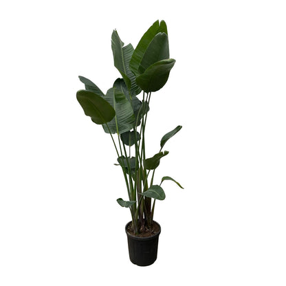 Strelitzia Nicolai XXL | ↕250 cm - Ø50cm
