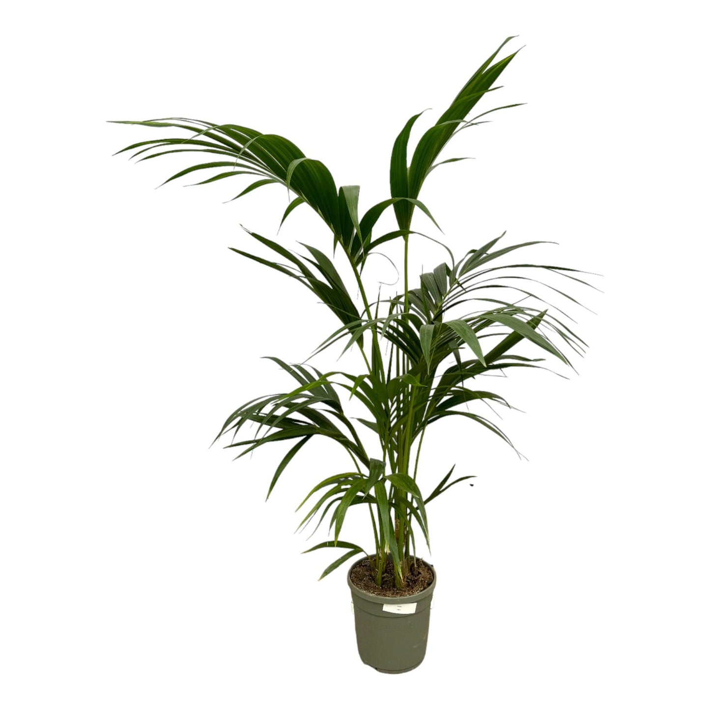 Kentia Palm | ↕130 cm - Ø21cm