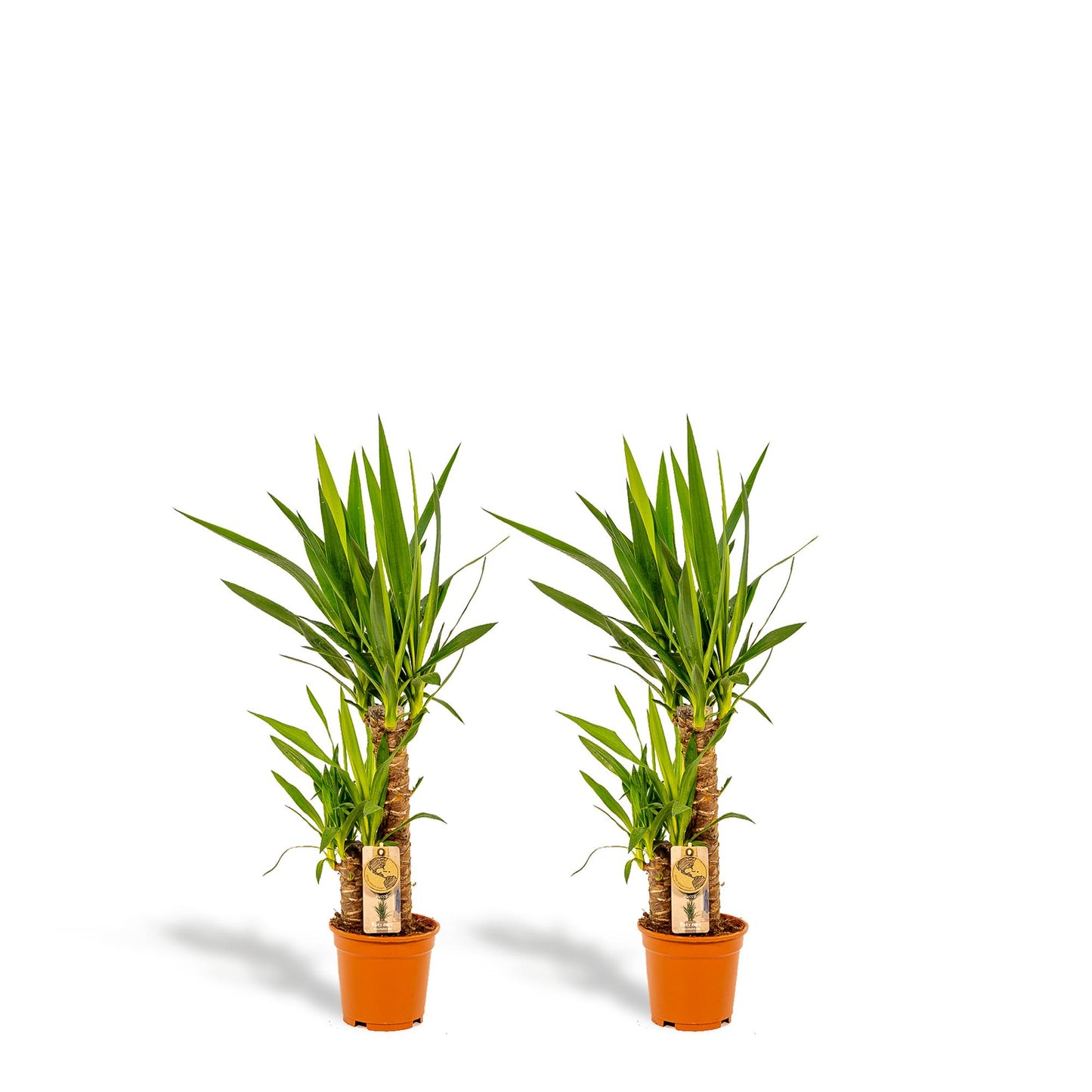 2x Yucca - 90cm hoog - 17cm doorsnede