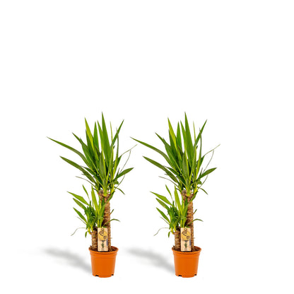 2x Yucca - 90cm hoog - 17cm doorsnede