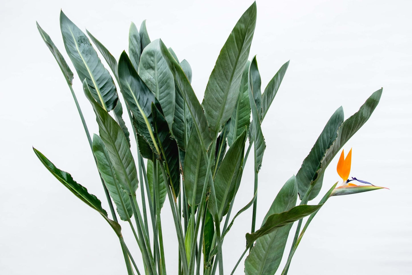 Strelitzia Reginae XL | ↕160cm - Ø30cm