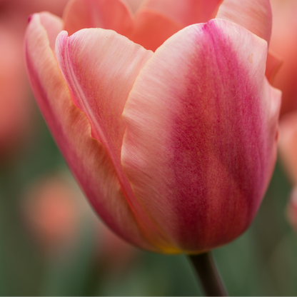 20x Tulpenbollen Apricot Foxx – Zalmroze Tulp