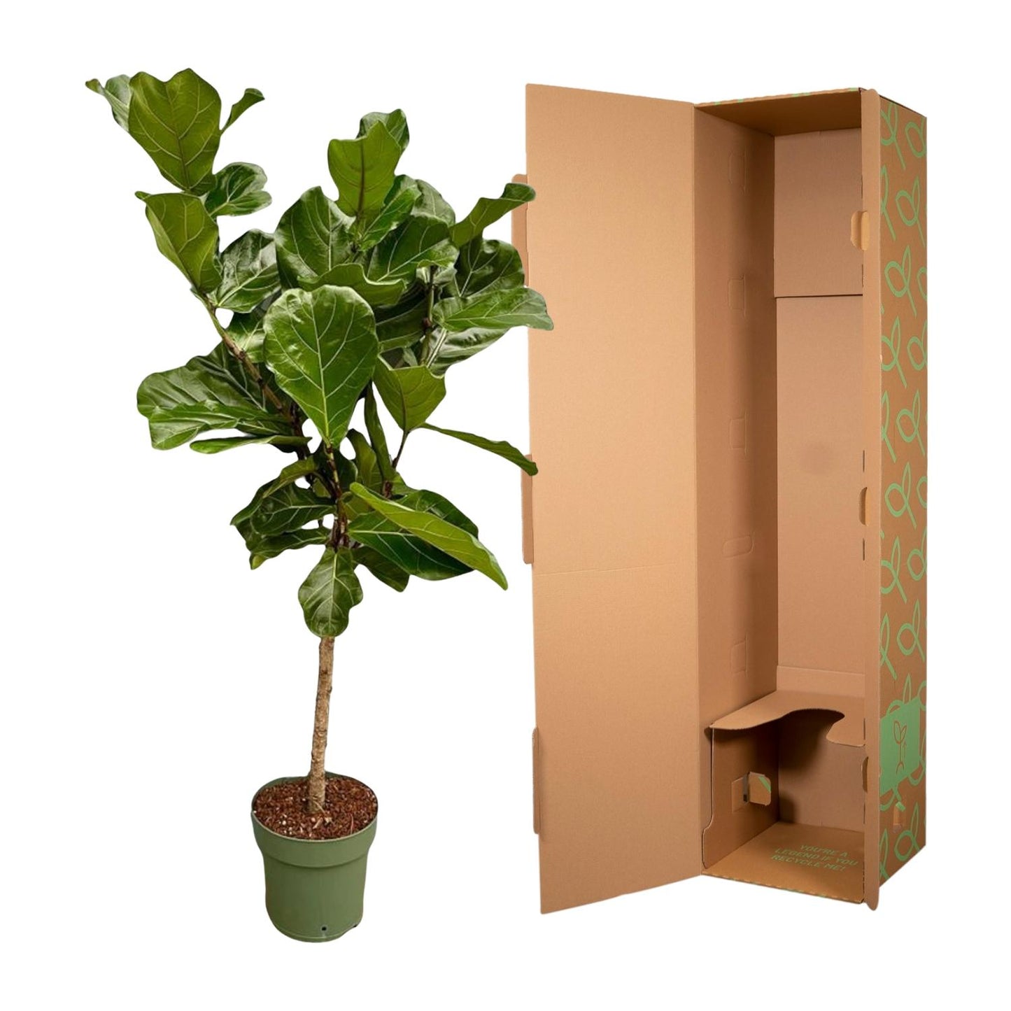 Ficus Lyrata stam | ↕150 cm - Ø27cm