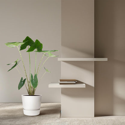 Alocasia Zebrina - 130 cm hoog - 32cm doorsnede