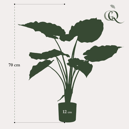 Alocasia - Olifantsoor | ↕70 cm - Kunstplant