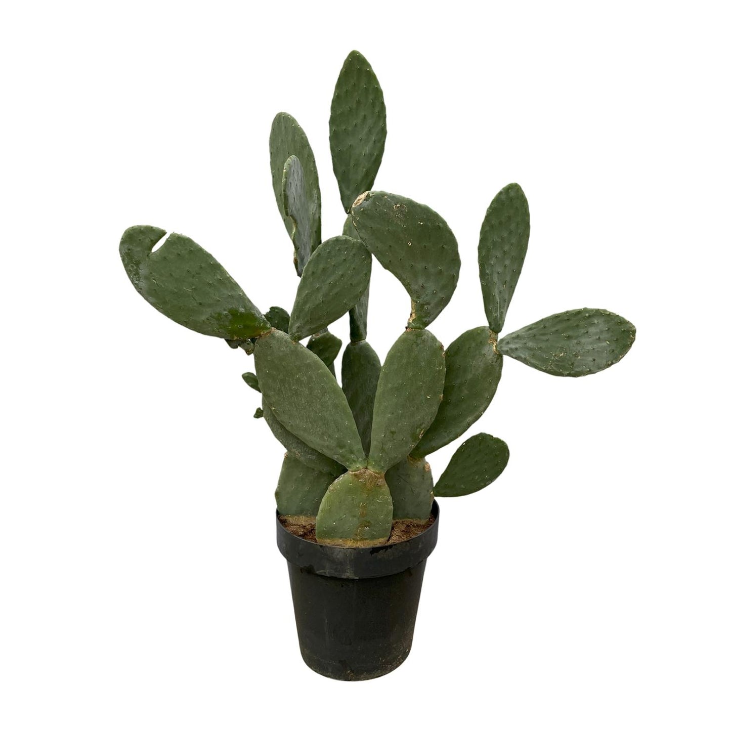 Cactus Opuntia | ↕120cm - Ø38cm