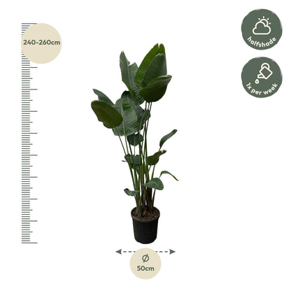 Strelitzia Nicolai XXL | ↕250 cm - Ø50cm
