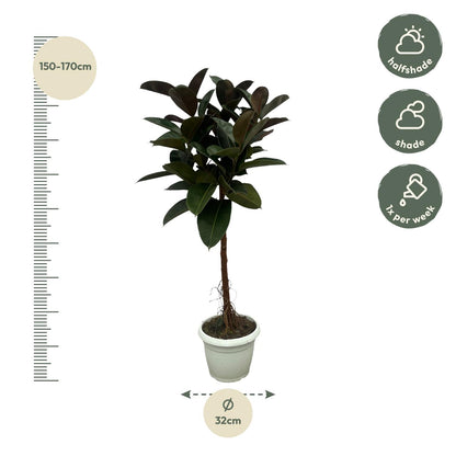 Ficus Elastica Robusta stam | ↕130 cm - Ø24cm