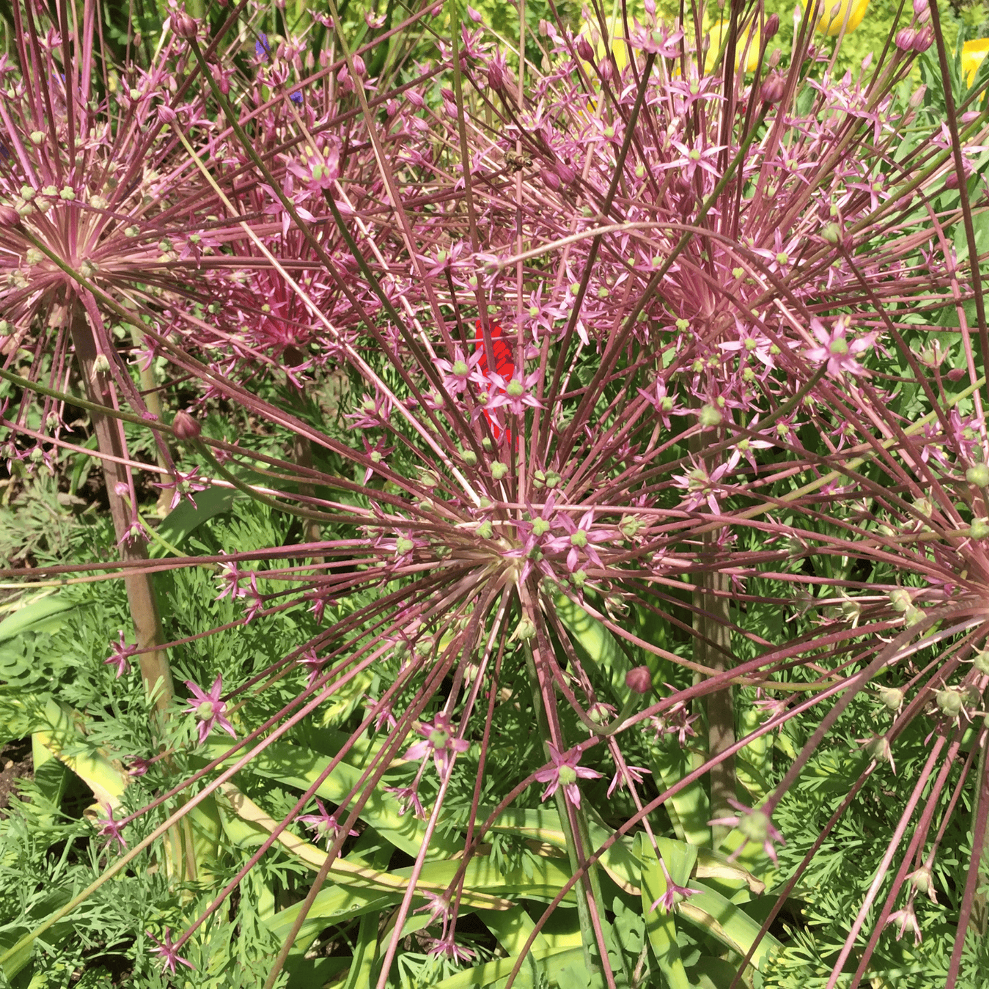 allium schubertii 5 stuks
