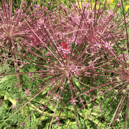 allium schubertii 5 stuks