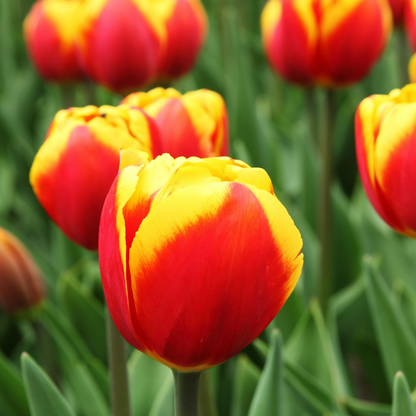 20x Tulpenbollen Dow Jones – Rood-Geel Gestreepte Tulp