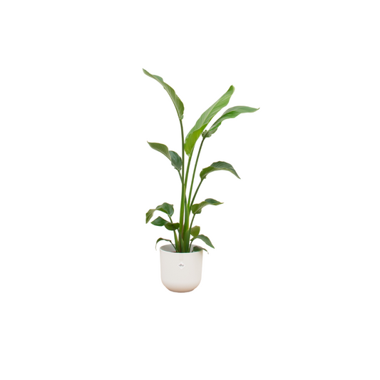 Strelitzia Nicolai + Elho Jazz Round wit | Ø23 - ↕120 cm