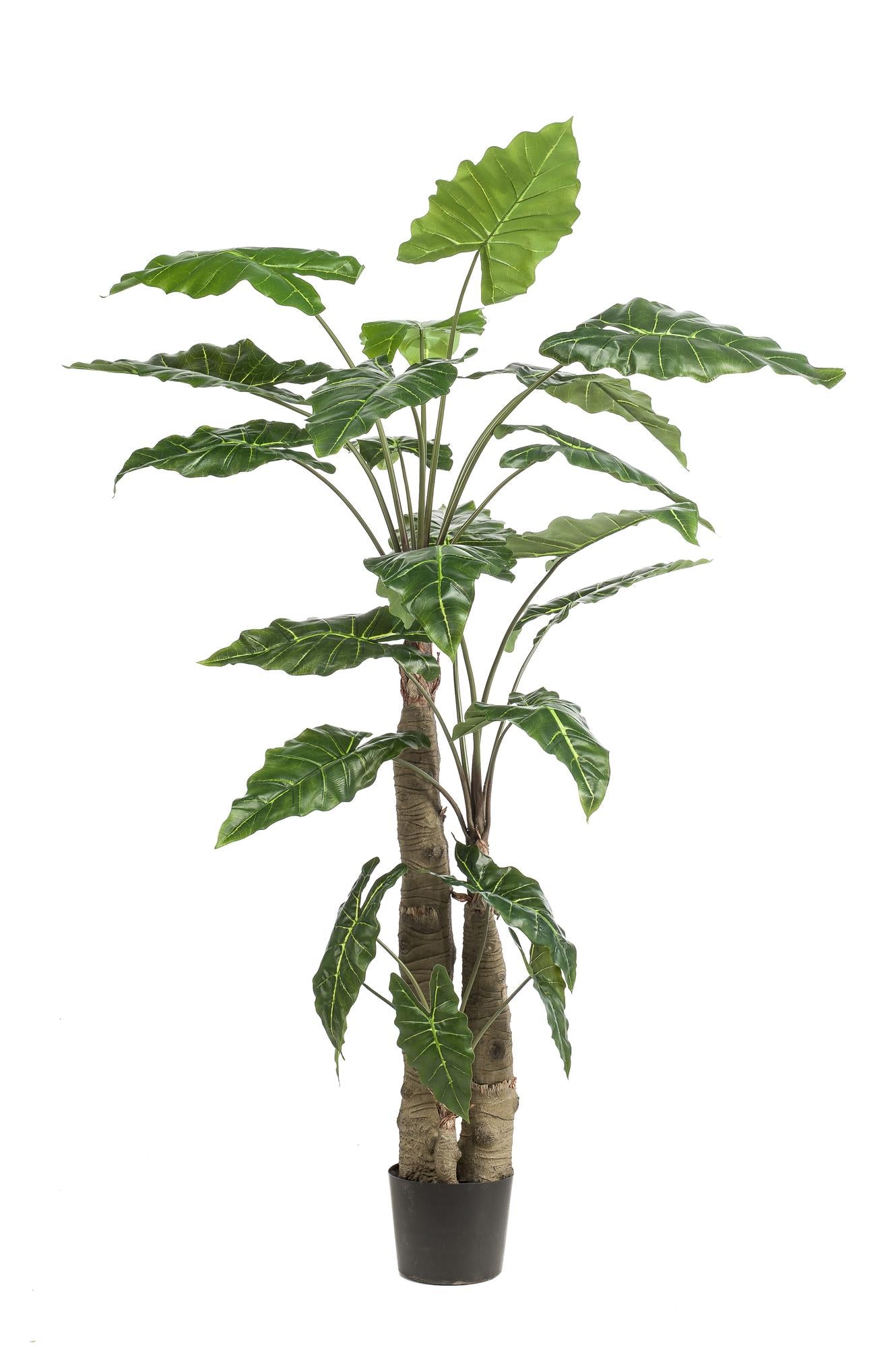 Alocasia - Olifantsoor | ↕180 cm - Kunstplant