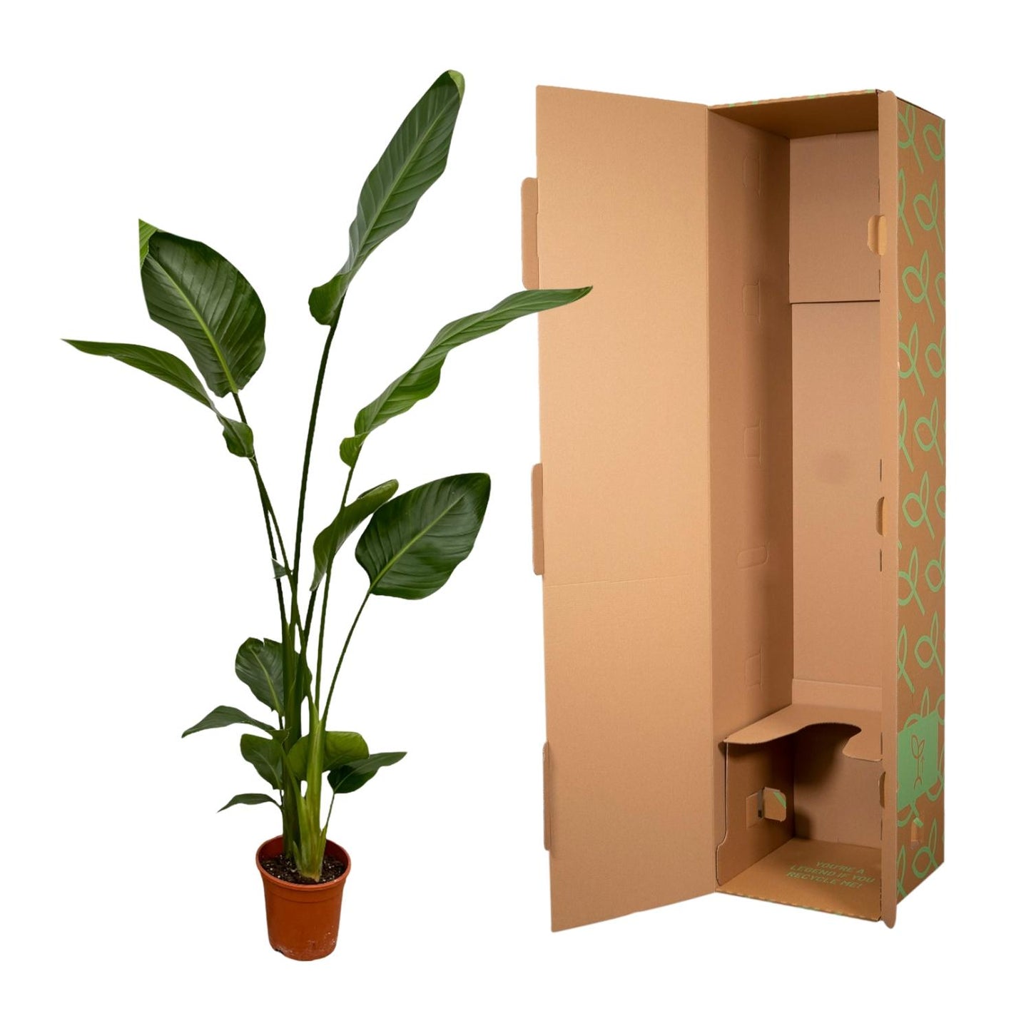 2x Strelitzia Nicolai | ↕130 cm - Ø17cm