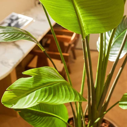 Strelitzia nicolai | ↕180 cm- In zwarte pot - Kunstplant