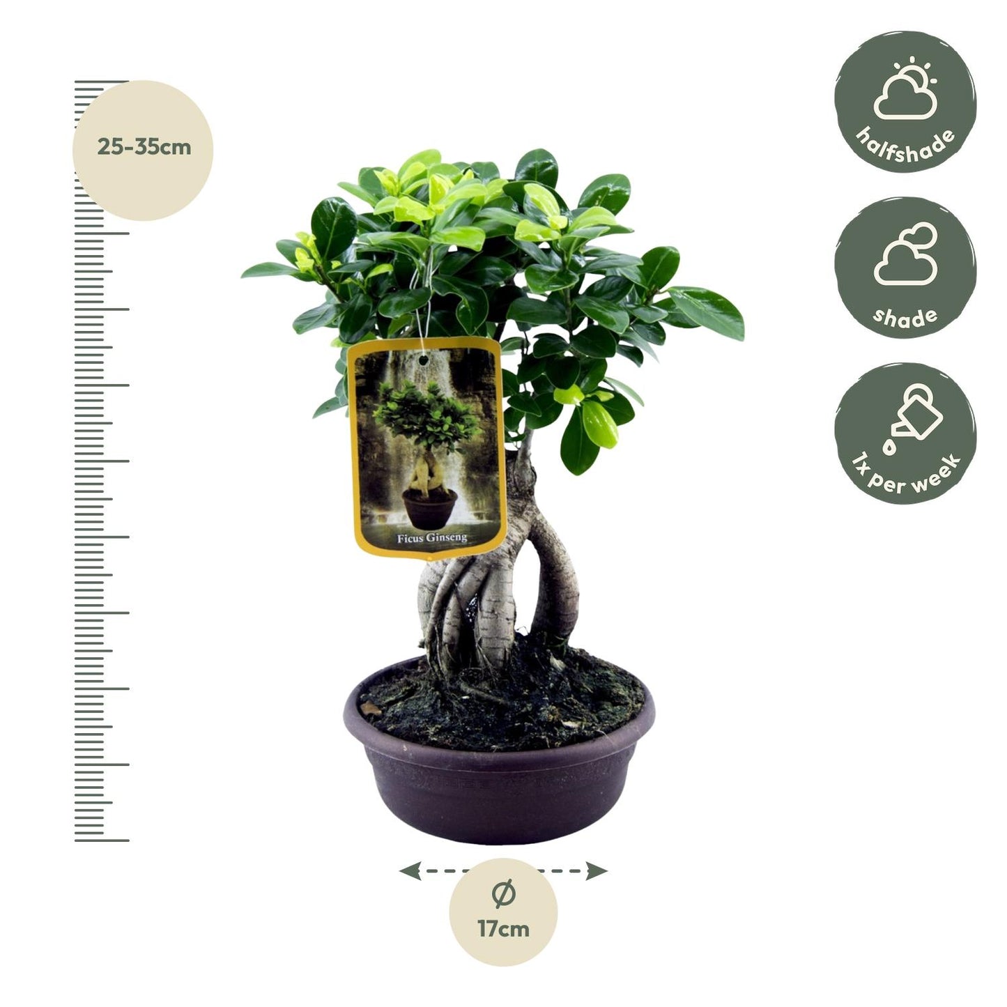 Ficus Microcarpa Ginseng | ↕30 cm - Ø17cm