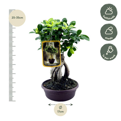 Ficus Microcarpa Ginseng | ↕30 cm - Ø17cm