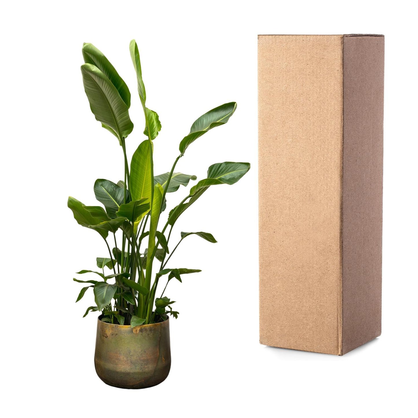 Strelitzia Nicolai deluxe XXL | ↕250cm - Ø40cm