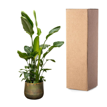 Strelitzia Nicolai deluxe XXL | ↕250cm - Ø40cm