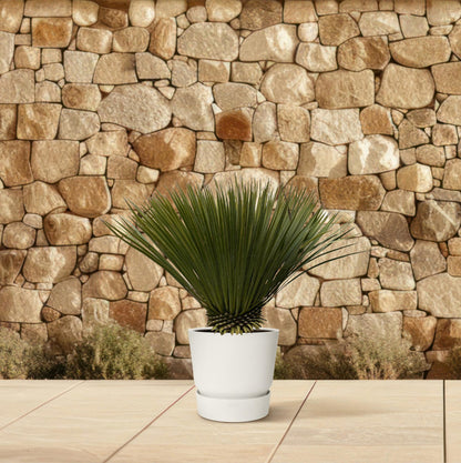 Yucca Rostrata | ↕70cm - Ø30cm