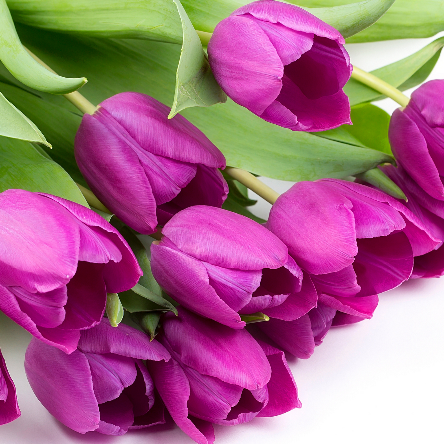 20x Tulpenbollen Purple Prince – Paars-Violet Tulp