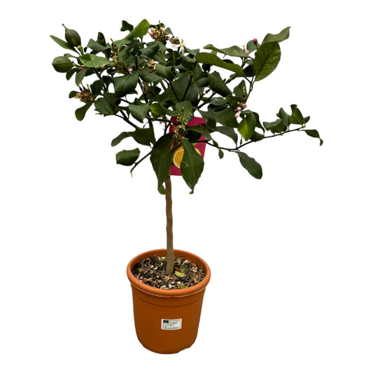Citrus Lemon | ↕80 cm - Ø22cm