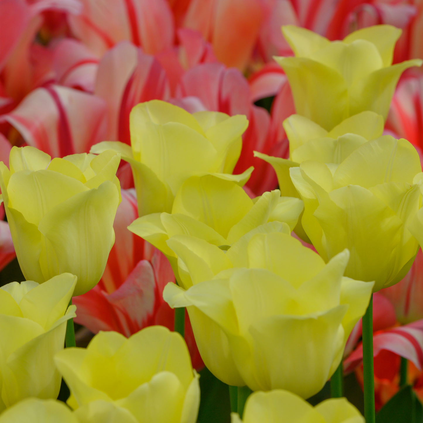 20x Tulpenbollen World Friendship – Lichtgele Tulp
