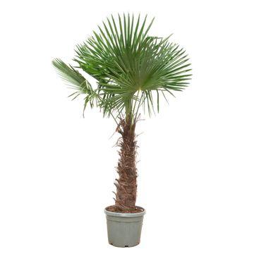 Trachycarpus Fortunei | ↕240- 270 cm - Ø40-55cm