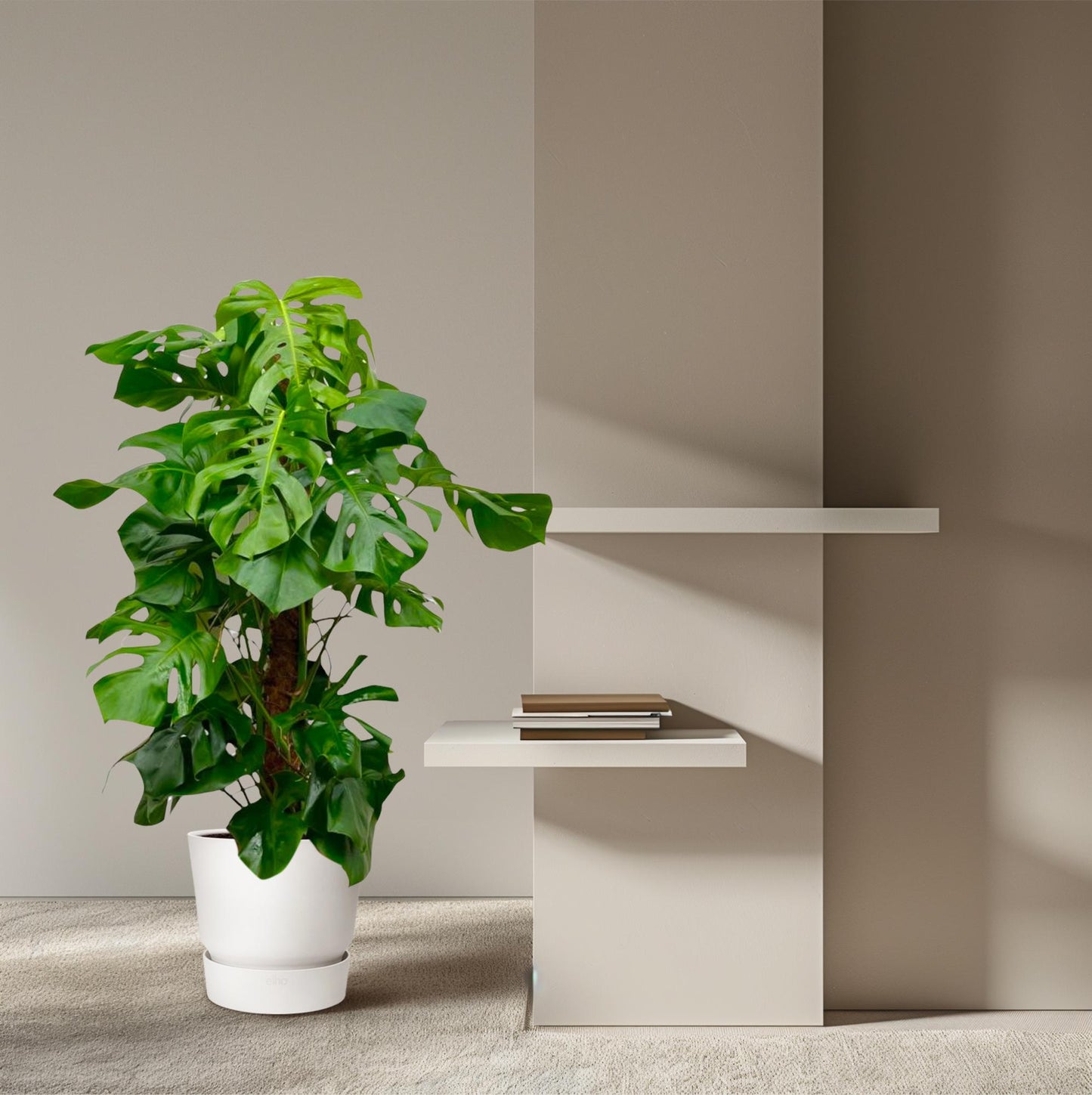 Monstera Deliciosa XXL | ↕150cm - Ø27 cm
