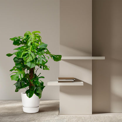 Monstera Deliciosa XXL | ↕150cm - Ø27 cm