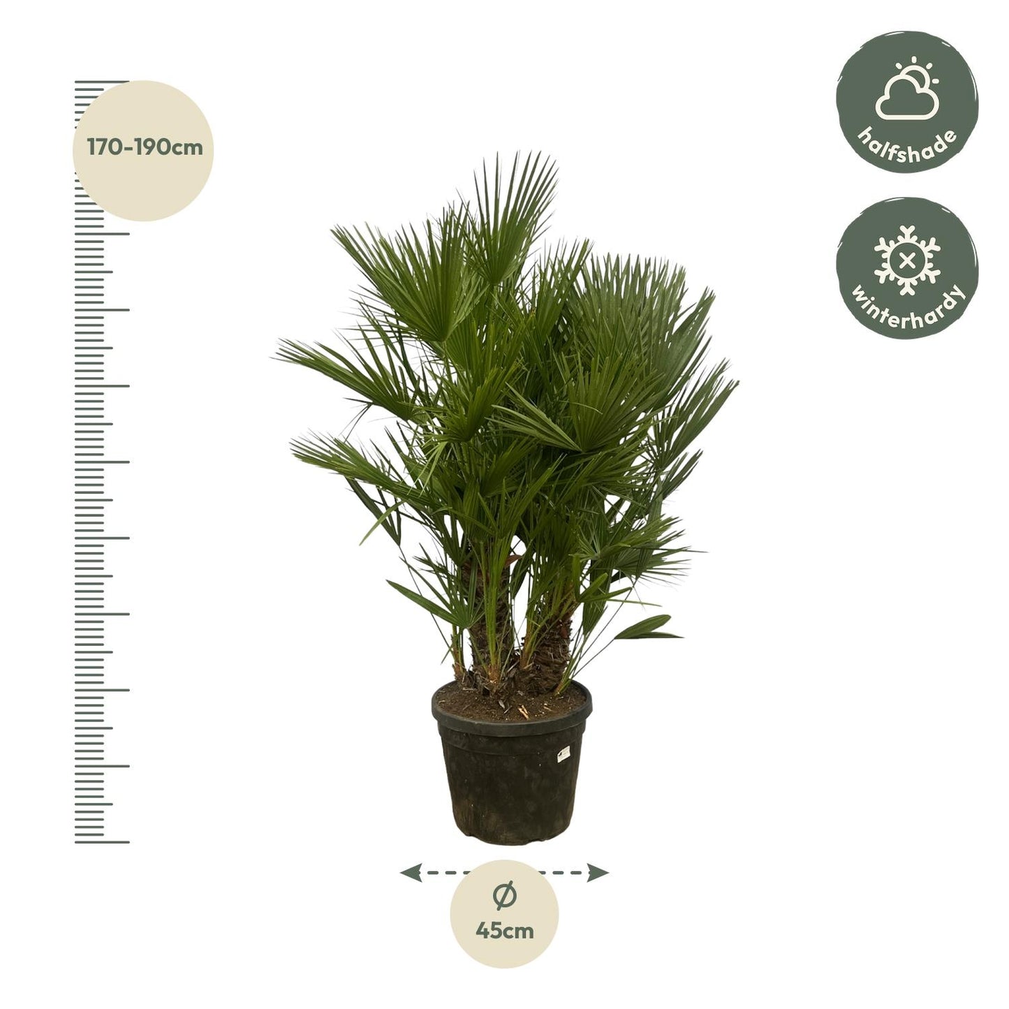 Chamaerops Humilis multi stam | ↕160 - 180 cm - Ø45cm