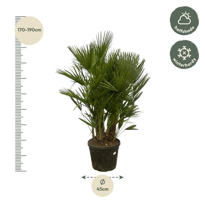 Chamaerops Humilis multi stam | ↕160 - 180 cm - Ø45cm