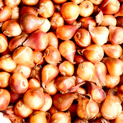 20x Tulpenbollen Apricot Delight – Roze Apricot Tulp