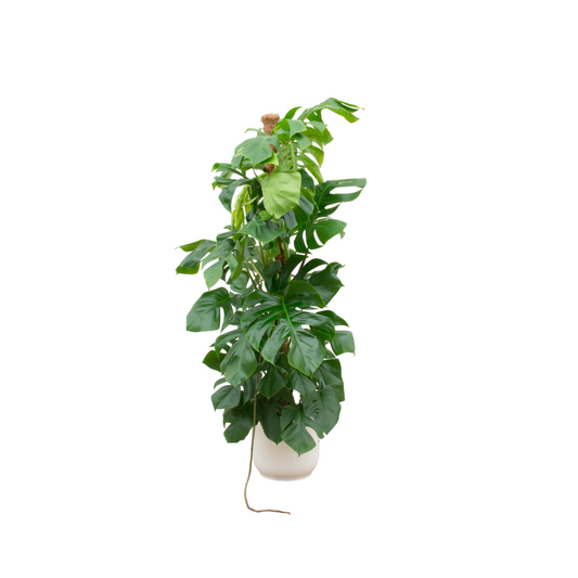 Combi deal - Monstera Pertusum XL + Elho Vibes Fold Round wit "| Ø30 cm - ↕150 cm